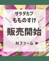 サラダカブ　もものすけ期間限定販売開始