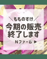 もものすけかぶ販売終了