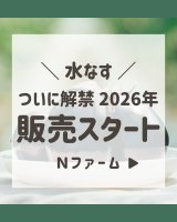 2026年度水なす販売開始いたします