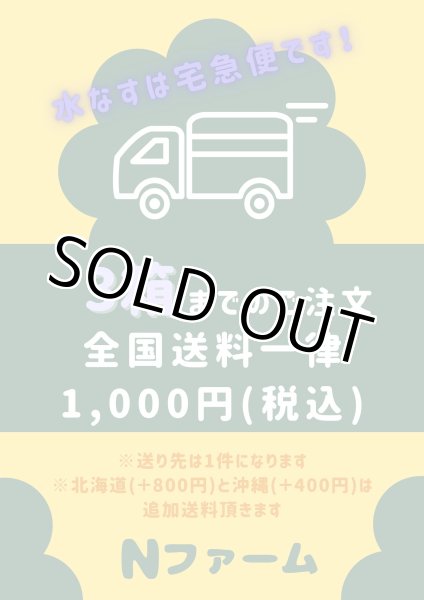 画像11: 水なす（6個入り）＋別途送料 (11)