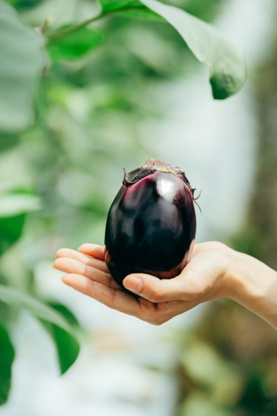 画像4: 水なす（6個入り）＋別途送料 (4)