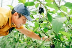 水なす（6個入り）＋別途送料