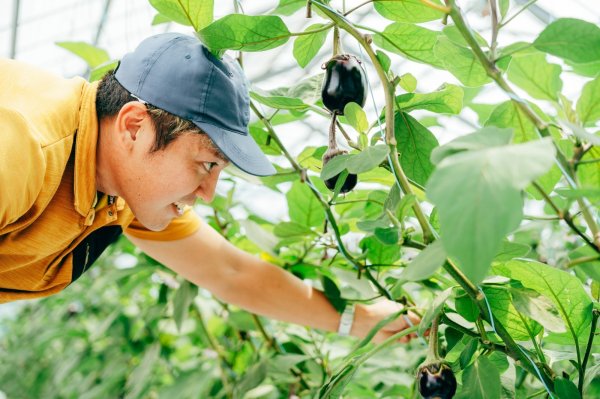 画像1: 水なす（6個入り）＋別途送料 (1)