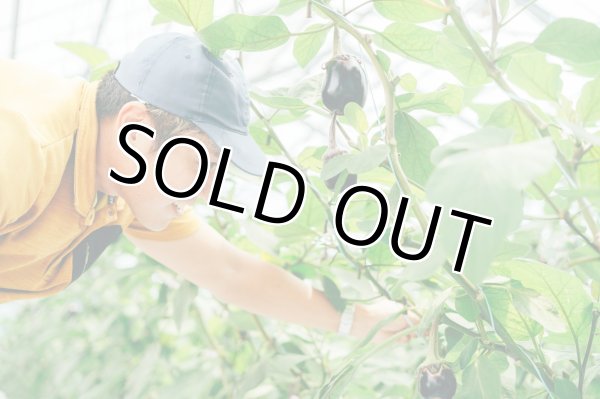 画像1: 水なす（6個入り）＋別途送料 (1)