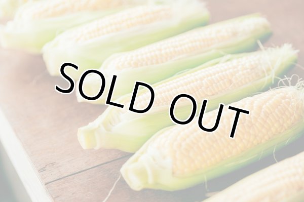 画像2: 期間限定　サニーショコラ（トウモロコシ）（6本入り）＋別途送料 (2)