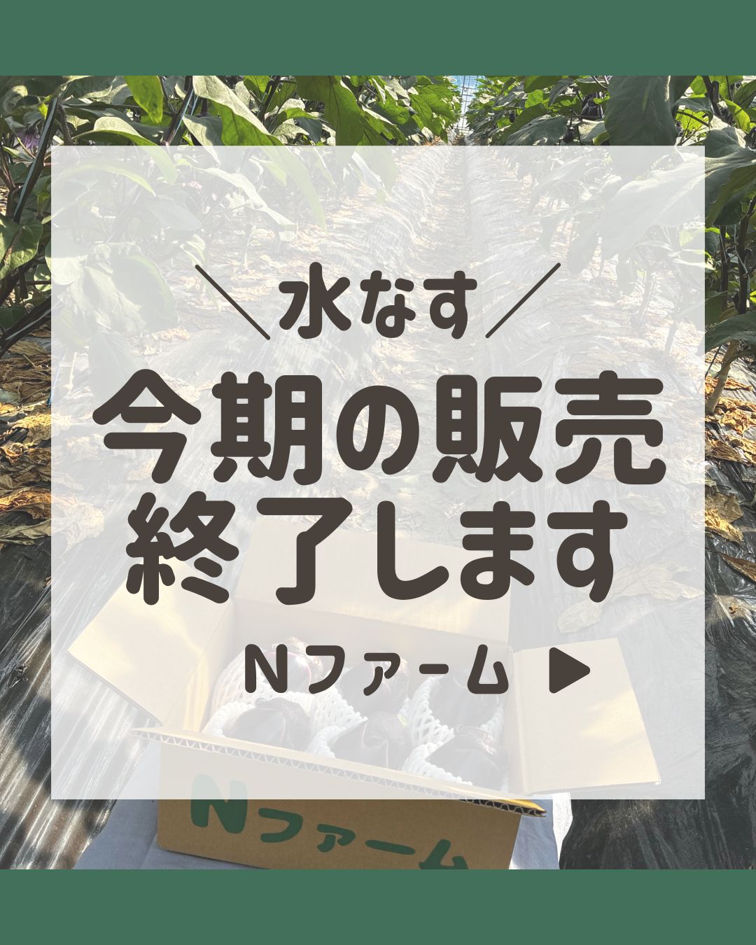 2026年度、水なす販売終了のお知らせ