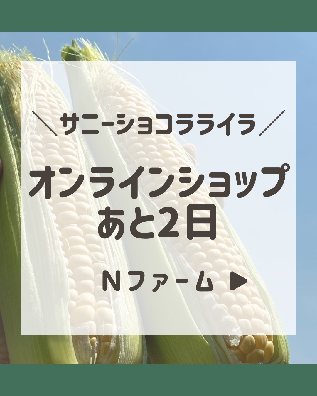 今期のトウモロコシのご注文は明日7/5まで!